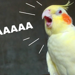 Cockatiel sounds