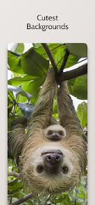 sloth wallpapers