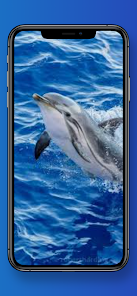 Dolphin Wallpapers