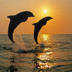 Dolphin Wallpapers