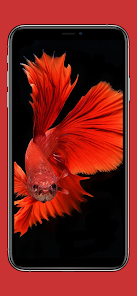 betta fish wallpaper