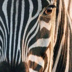 Zebra Print Backgrounds