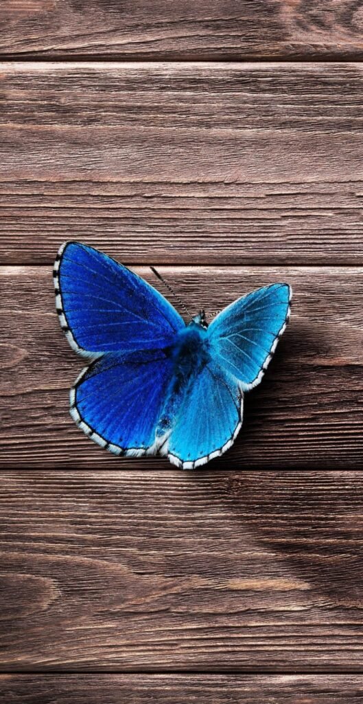 Butterfly Wallpapers